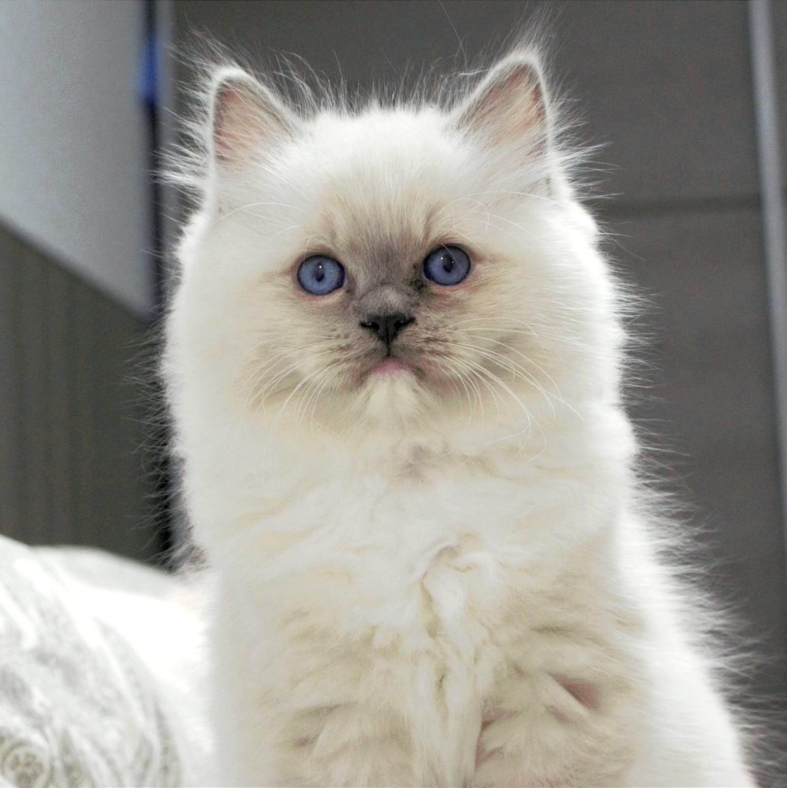 Images Ragdoll RagSweet