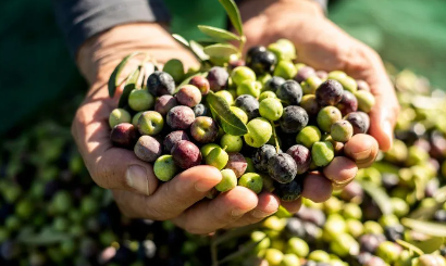 Eine Vielfalt an köstlichen Olivenerzeugnissen