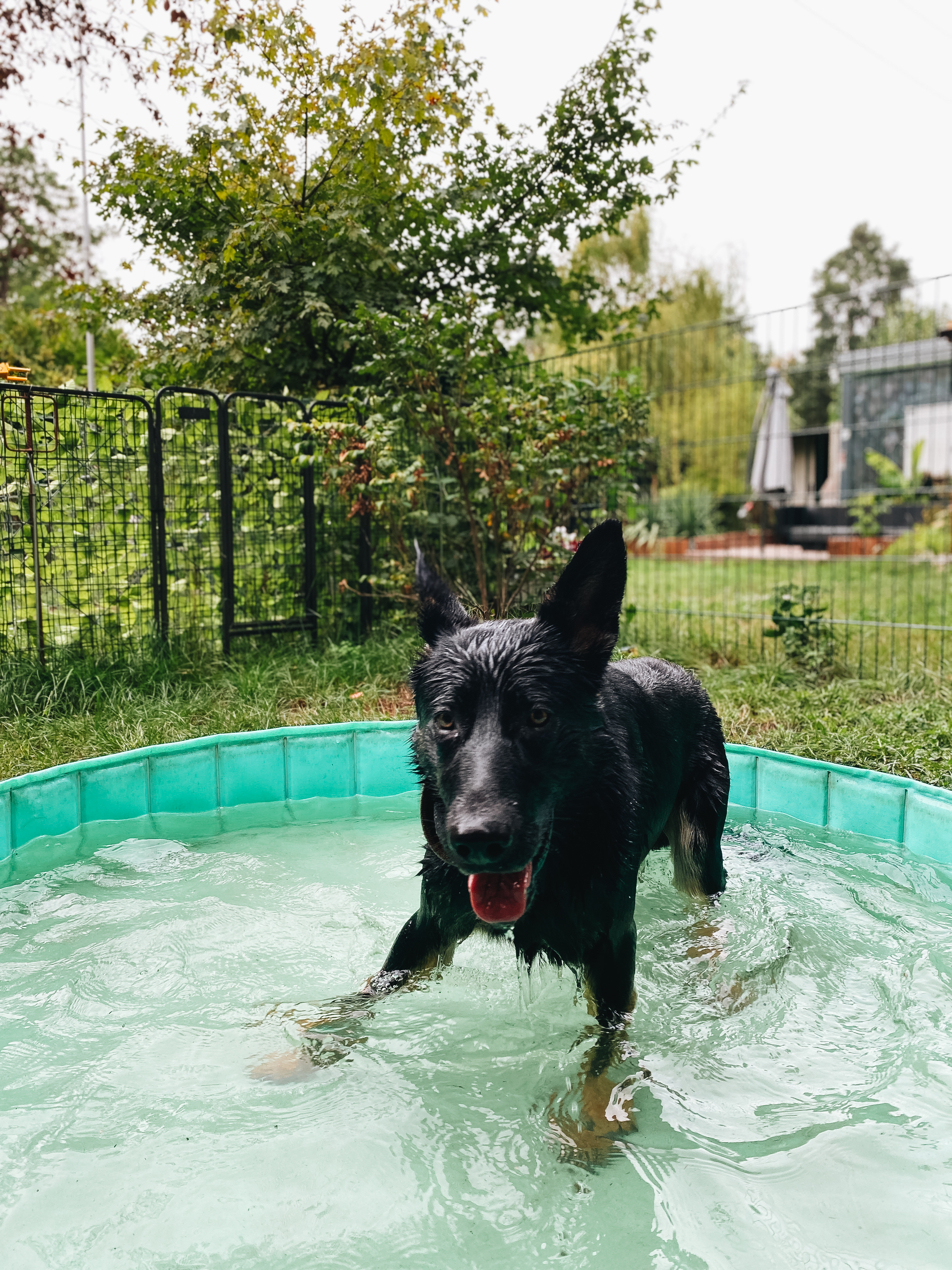 Bild 9 Dogcoach Hundezentrum in Berlin