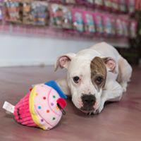 Woof Gang Bakery & Grooming Berwick Photo