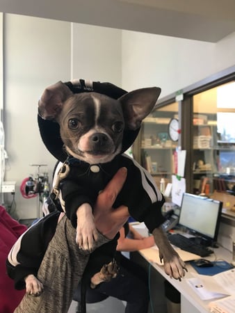 Images West Side Veterinary Hospital