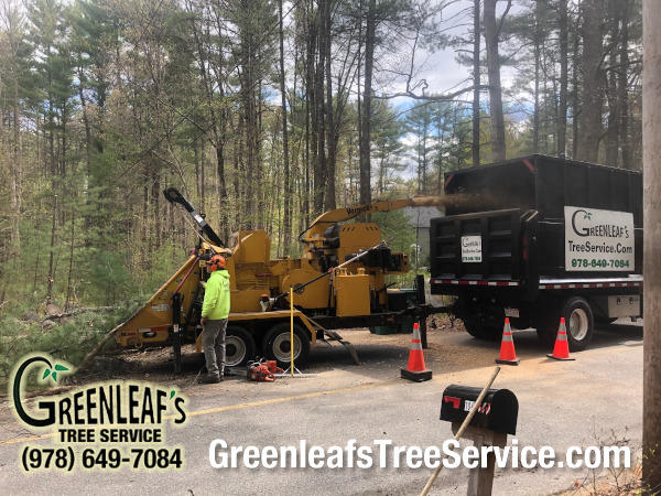 Greenleaf's Tree Service Photo