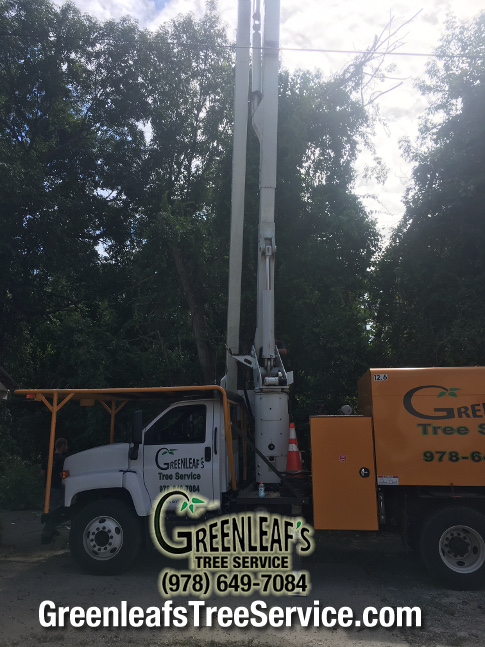 Greenleaf's Tree Service Photo