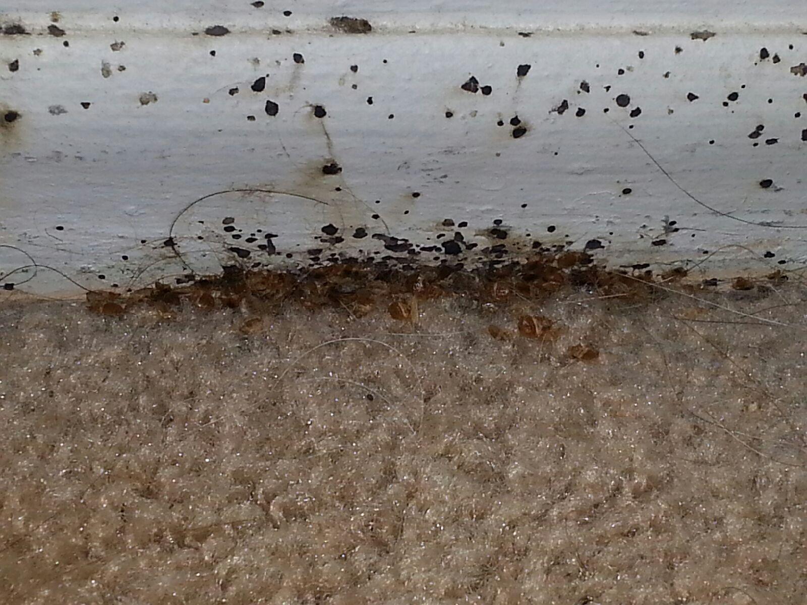 Can Bed Bugs Live In Your Freezer at Brenda Tobin blog