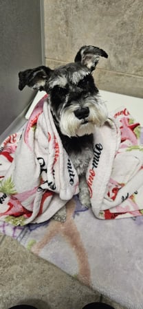 Images VCA Santa Margarita Animal Hospital