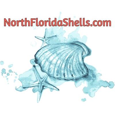 NorthFloridaShells.com Logo