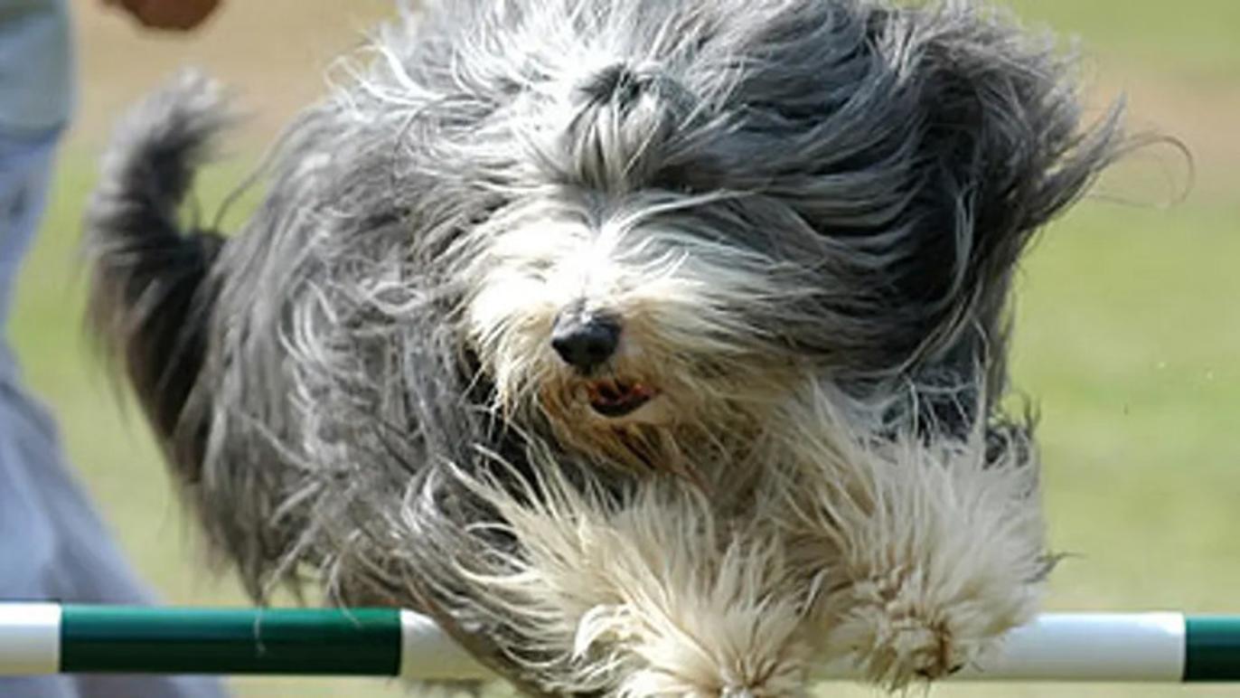 Images Del Mar Dogs - Hundarena