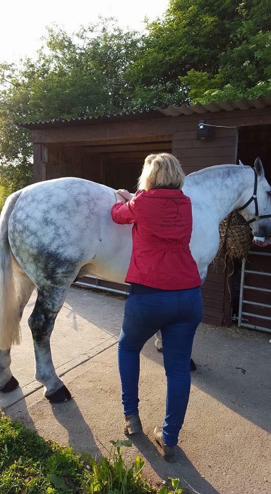 Images Wolds Equine Rehabilitation & Training