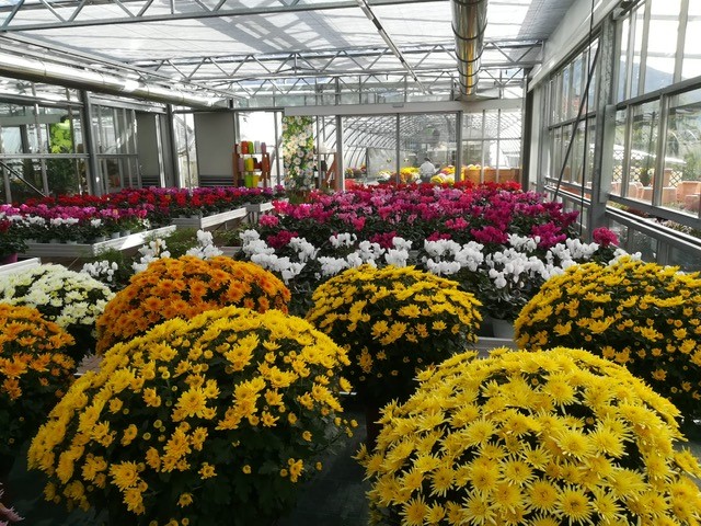 Images Floricoltura Bontadi Vivaio