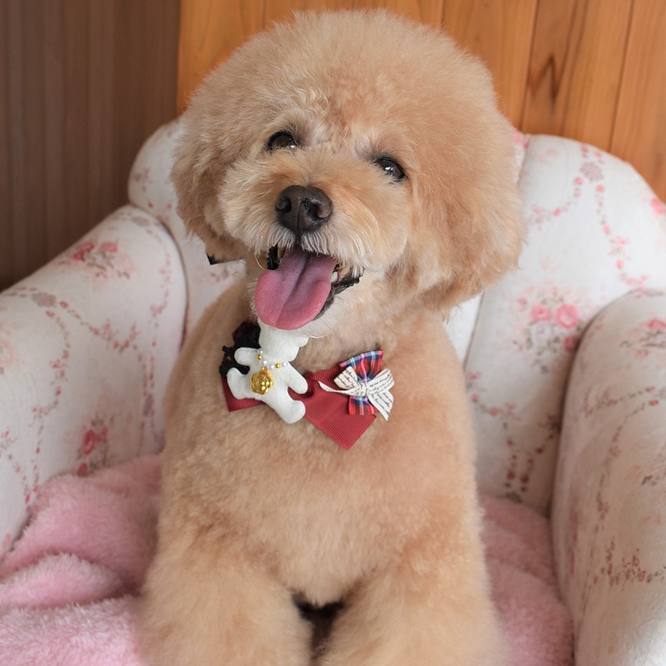 Images わんわんスタイルANNE