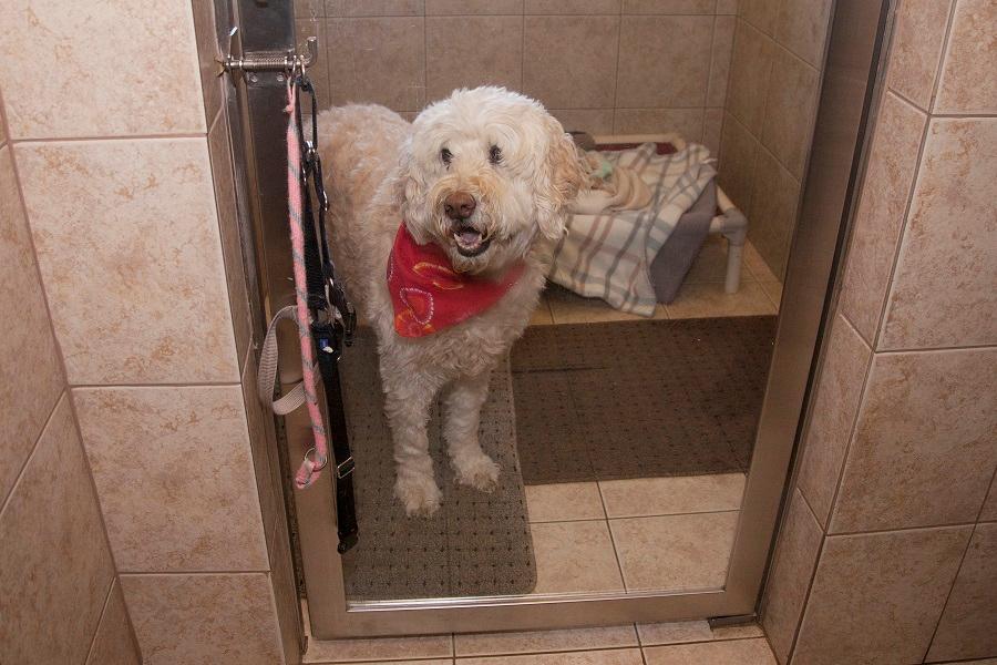 Your pet’s happiness during their stay with us is our top priority. Look at the smile on this pup’s face!