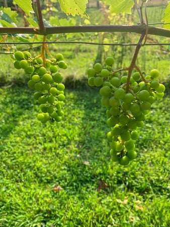 Images Hickory Vines Winery and Venue