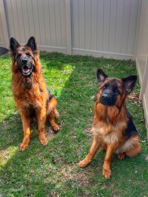 Images VCA Green Animal Hospital