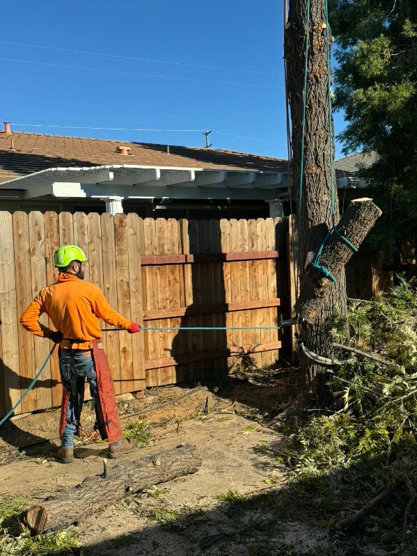A tree worker wearing safety gear pulls a rope to control a partially cut tree trunk secured with straps, standing beside a wooden fence in residential backyard.