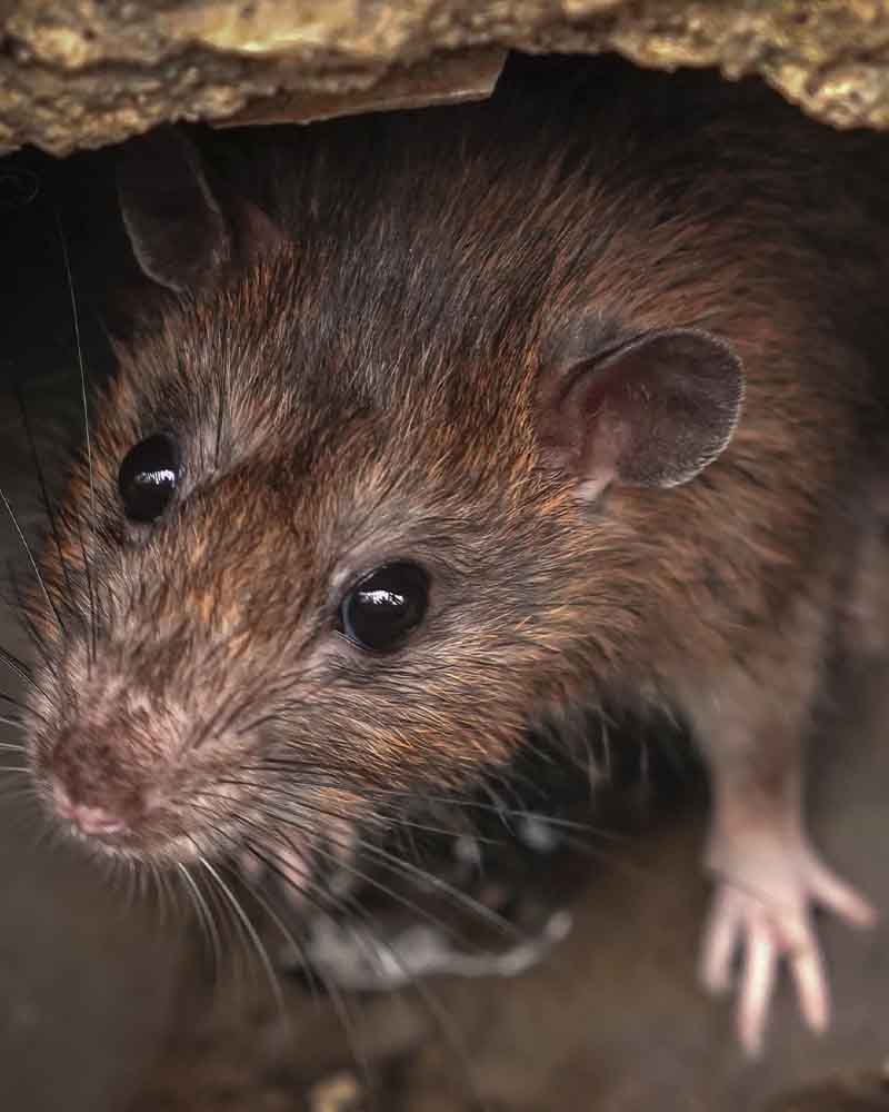 Bilder Logicomed Sagl