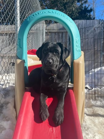 Images Playtime Pet Resort