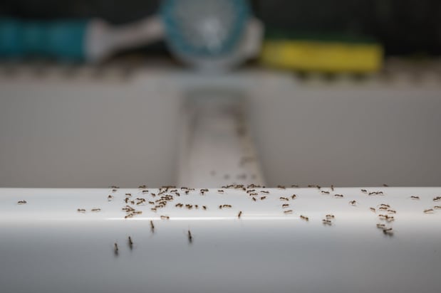 Images Hunting Termite