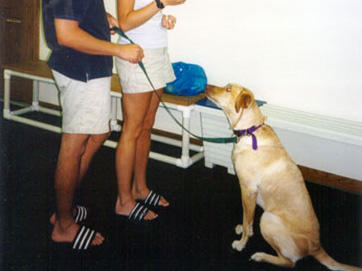Dog Obedience Classes
