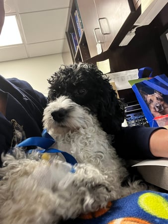 Images VCA Castle Shannon Animal Hospital