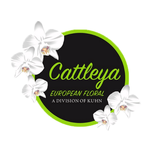 Cattleya European Floral