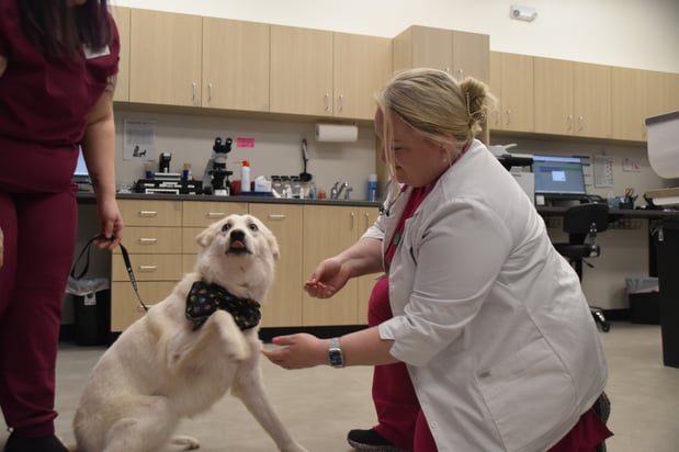 Images CityVet Veterinary Clinic & Urgent Care