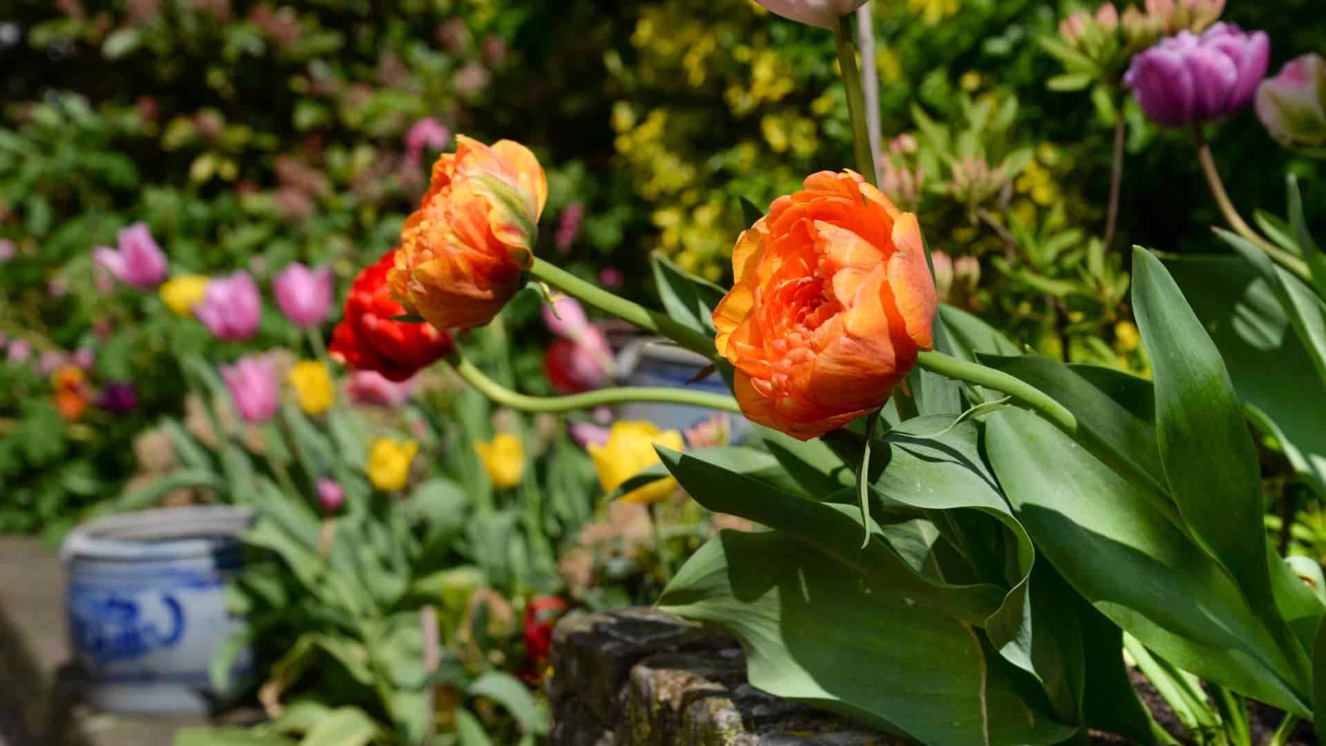 Landscaping Oxnard Photo