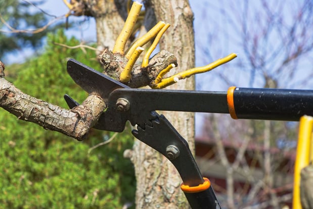 Images Vega's Tree Service