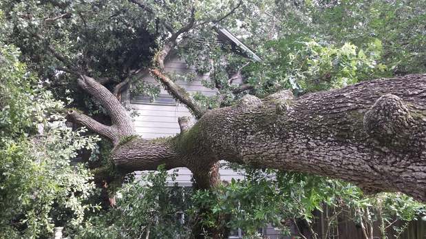 Images TNT Tree Service