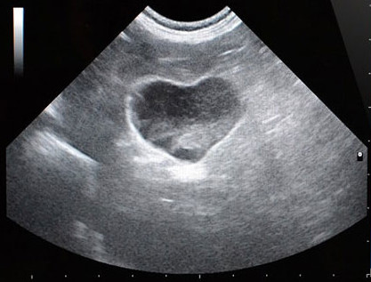 Images Clinica Veterinaria Associata dei Dottori Pieragostini & Petroni