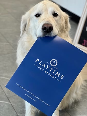 Images Playtime Pet Resort