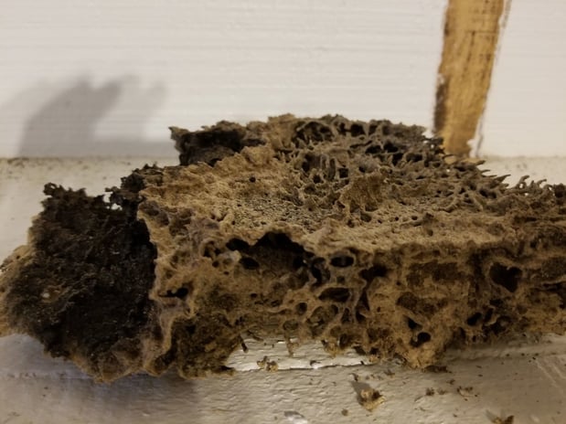 Images Charleston Termite Repair Specialists