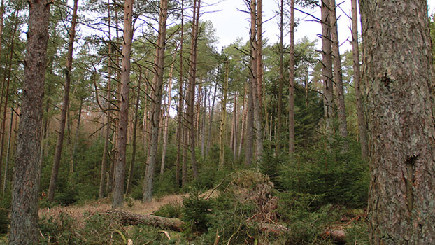 Images Småskolen på Peterslyst Ridecenter