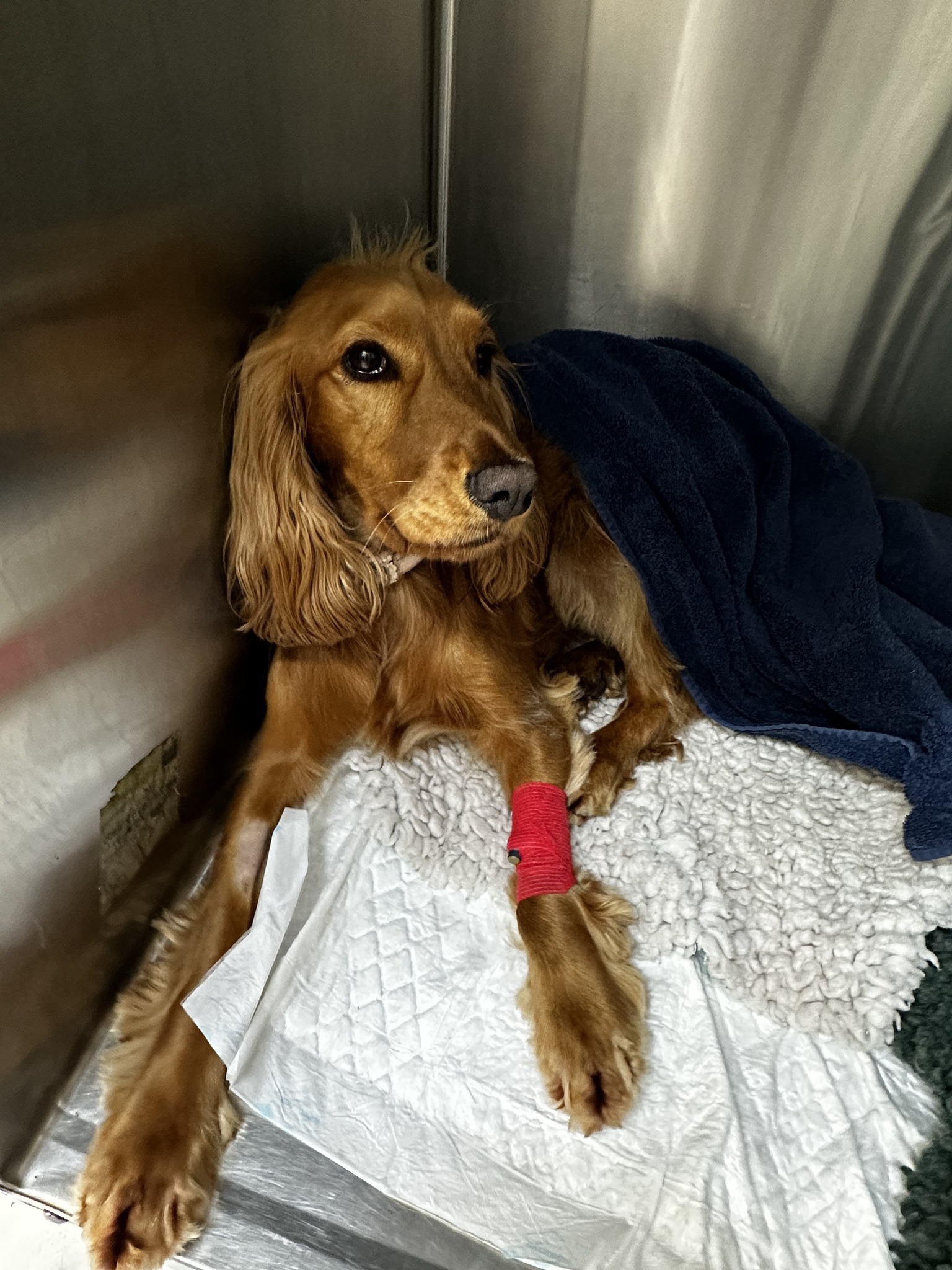 Images Streatham Hill Veterinary Surgery