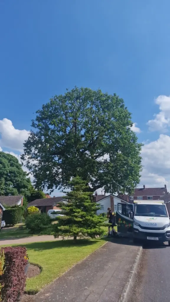 Images Arborex Tree Specialists Ltd