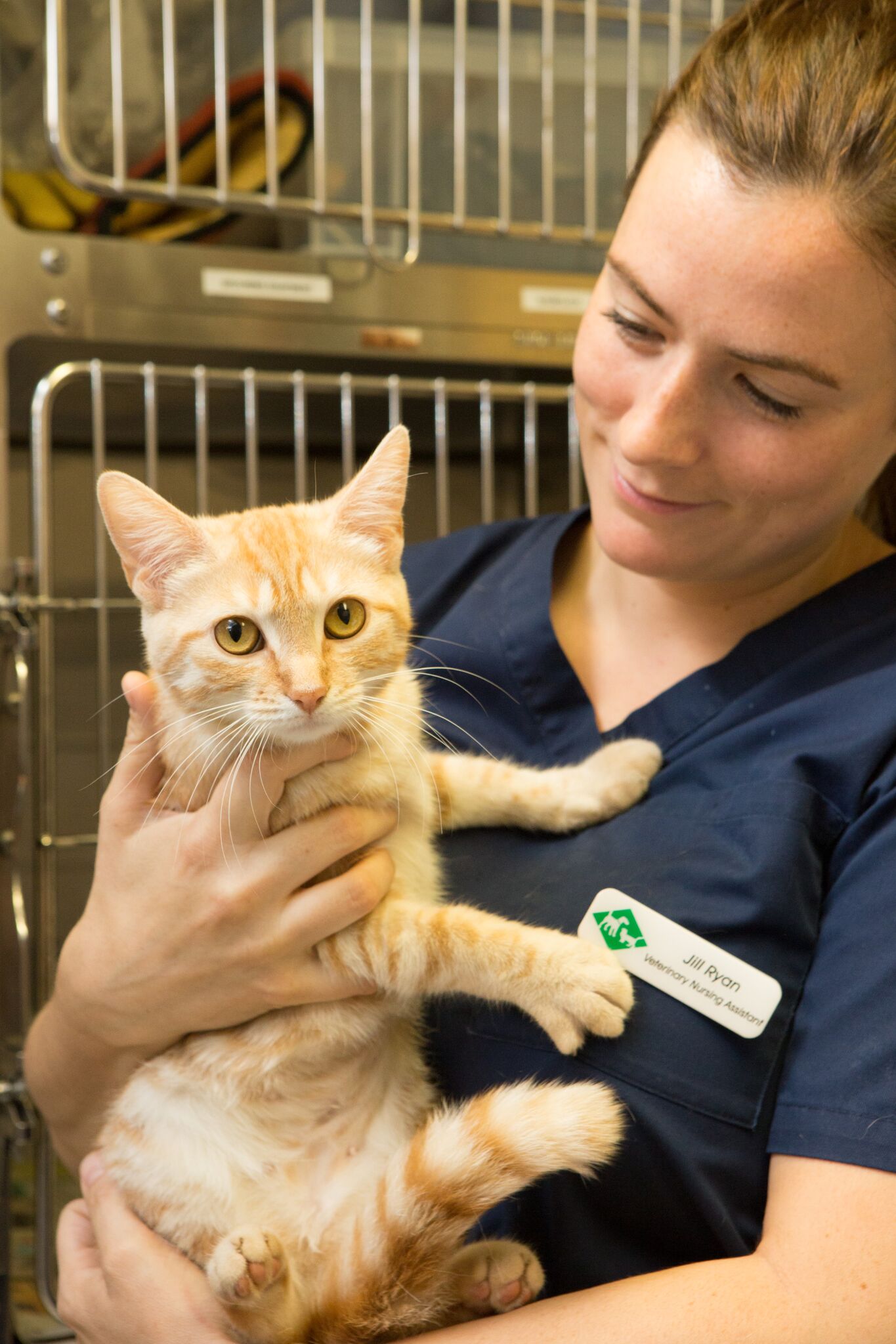 Images Streatham Hill Veterinary Surgery
