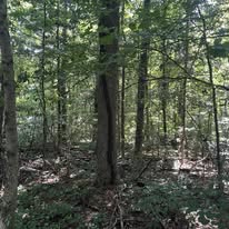 Images Woods Landscaping And Dirt Work
