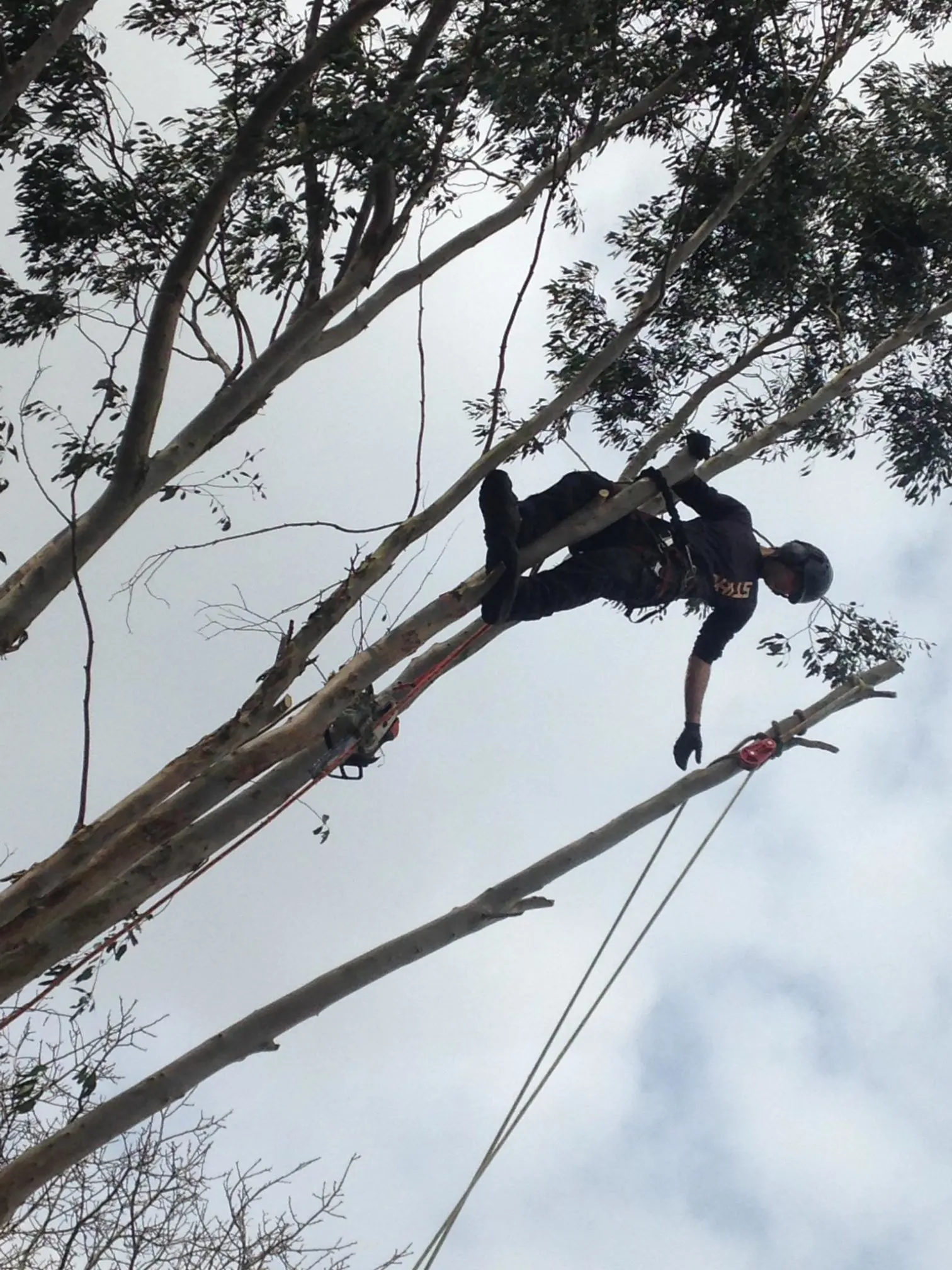 Images Ms Tree Care Ltd