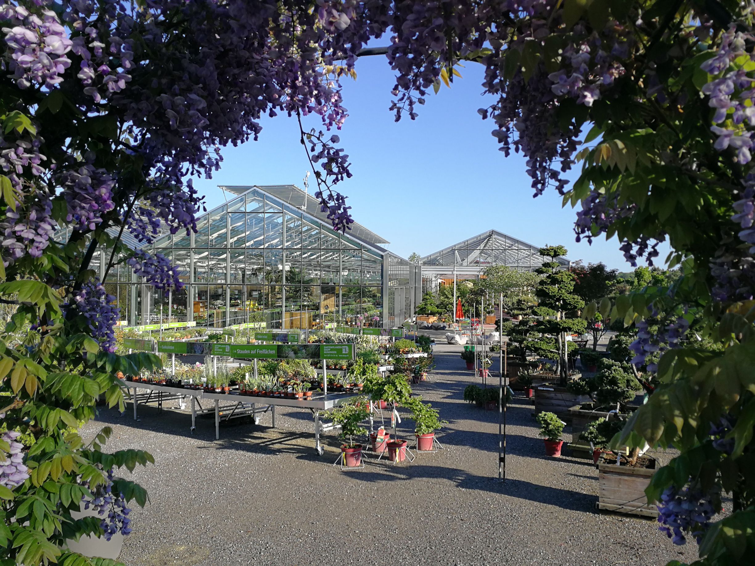 Daepp Gartenpflanzen, Bärenstutz 7 in Münsingen