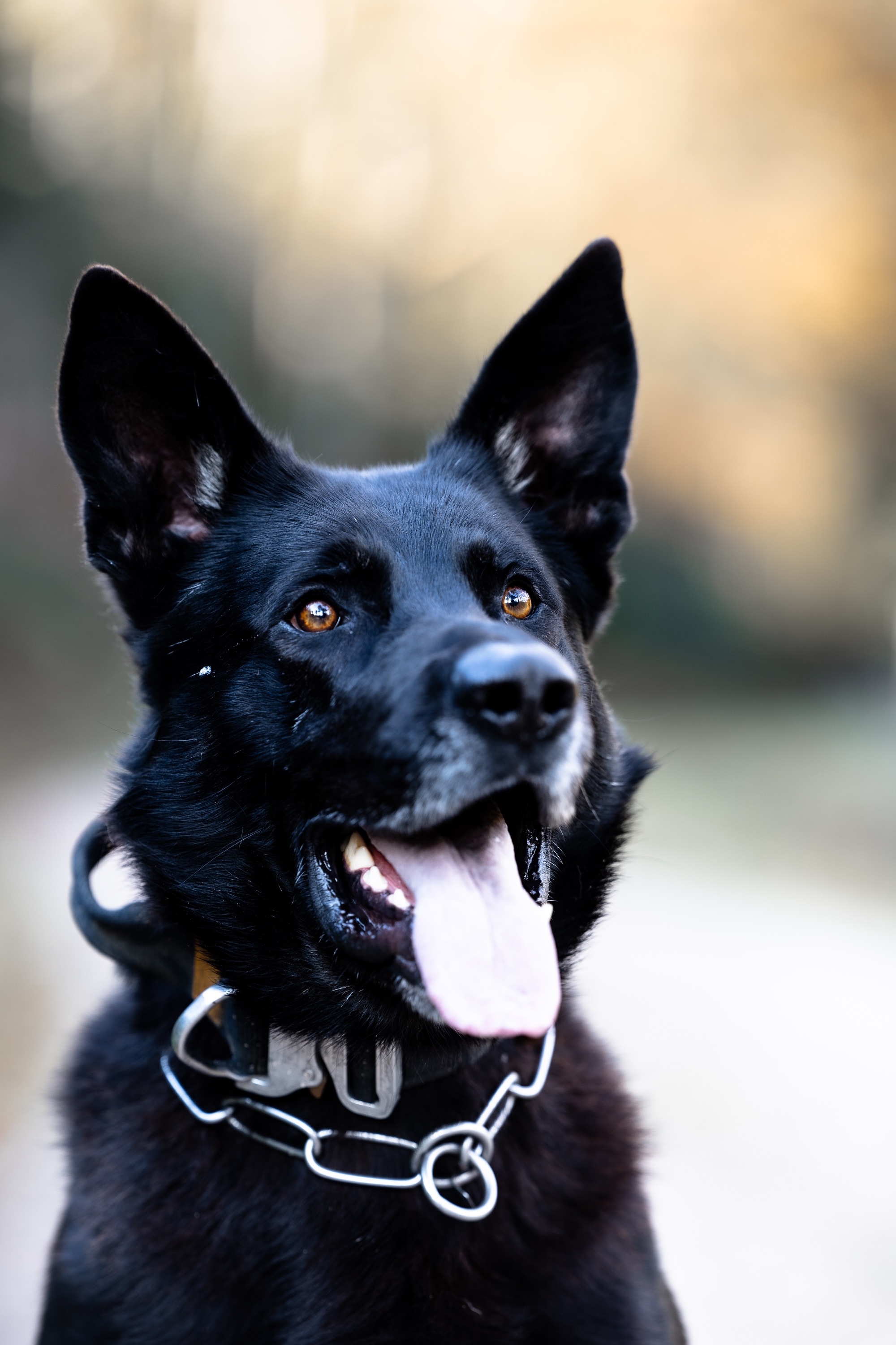 NM Fotografie in Auggen