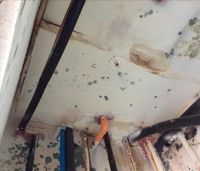 Mold Damage in Danbury CT Apartment