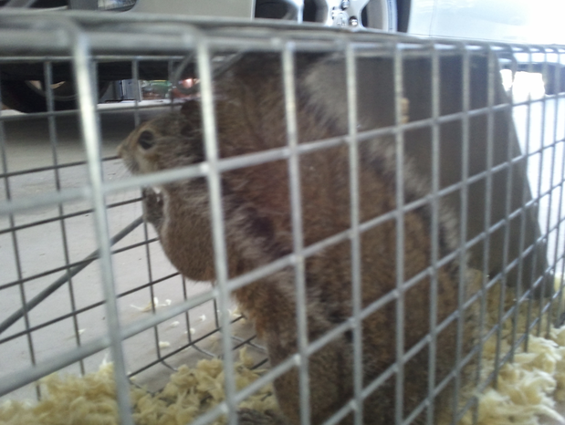 Images Pest Control of Naples