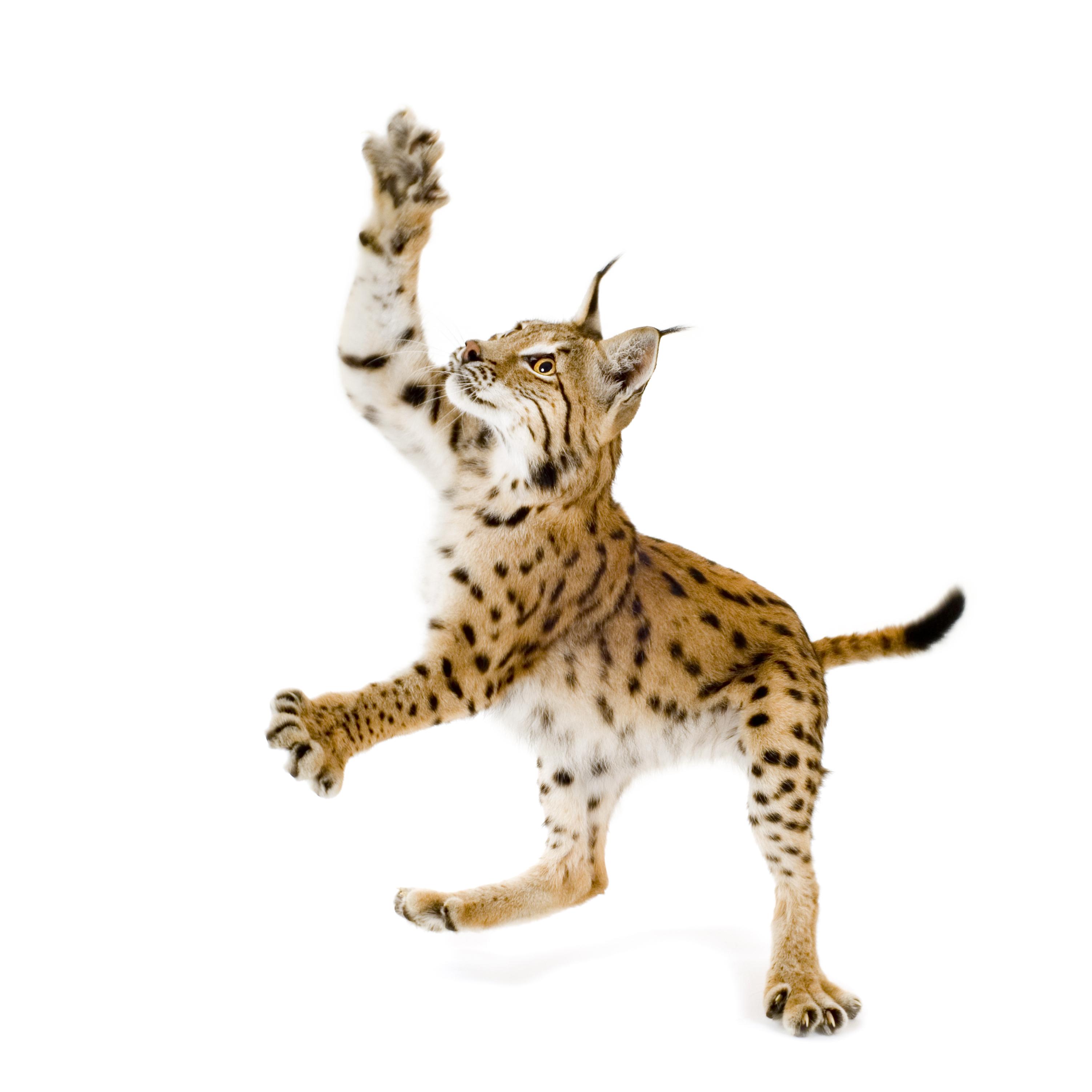 Bild 3 Werbeluchs® | Top Werbeagentur – Webdesign, SEO, Marketing & Digital Design | Regensburg in Wiesenfelden