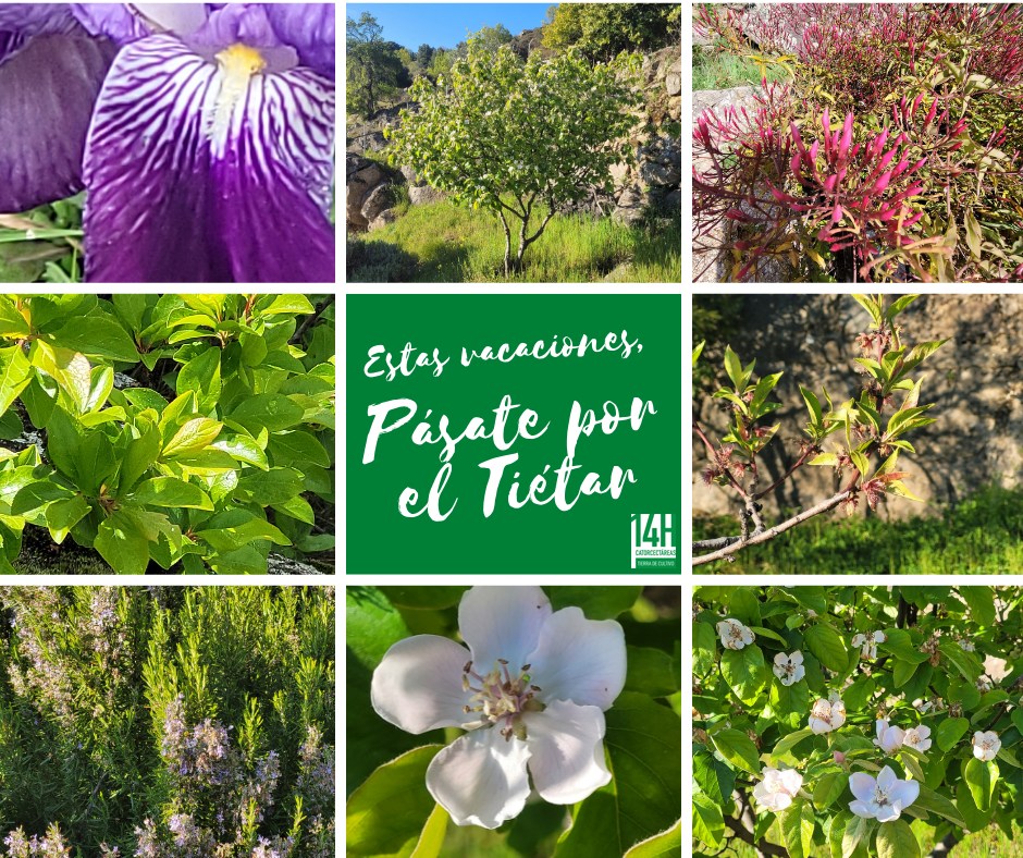 Images Catorcectáreas