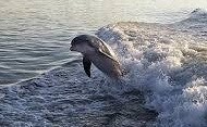 Metamorphosis Boat Charters