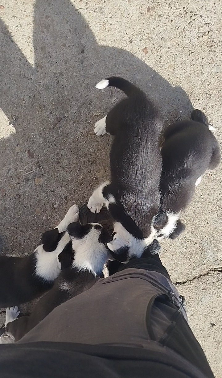 Images OCAN educación y actividades caninas