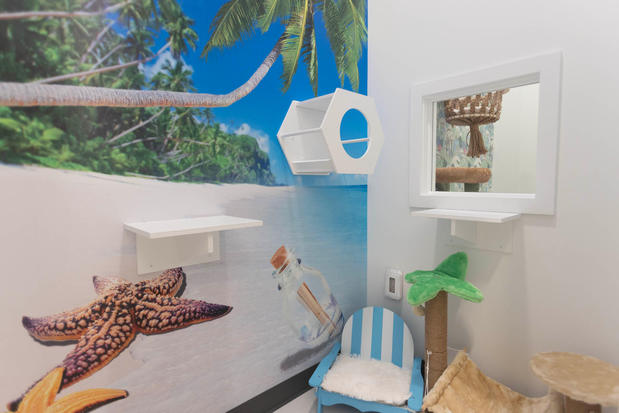 Images Cozy Cat Suites