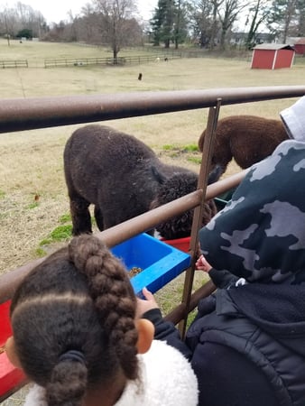 Images Alpaca Lane Criations