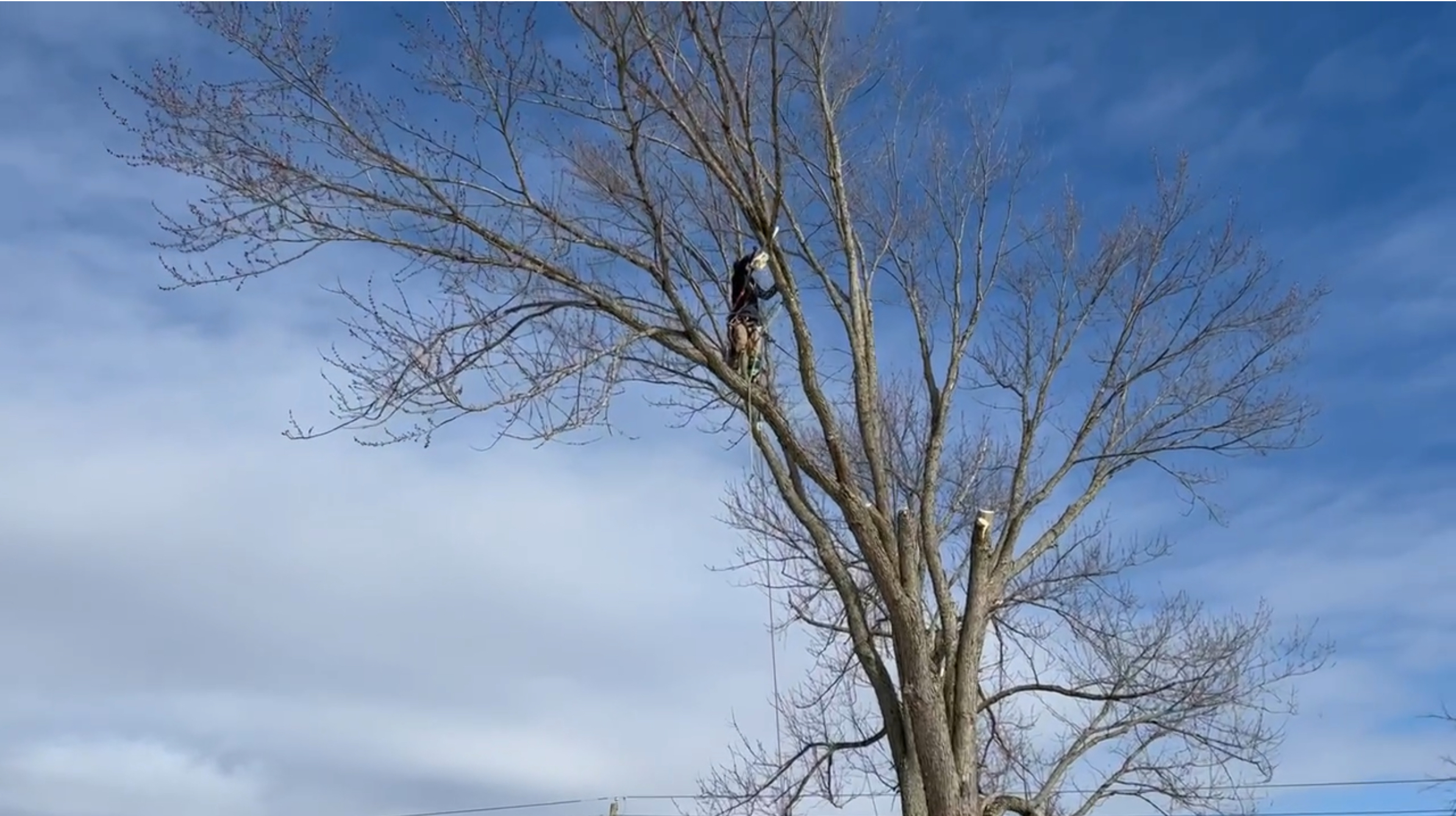 A person dressed in dark clothing with a harness is climbing a large, bare tree against a blue sky with some clouds. The person appears to be in the process of pruning or trimming the tree, as they are holding what looks like a tool. The tree branches are intricate and spread out, and some limbs have been cut, revealing lighter wood.