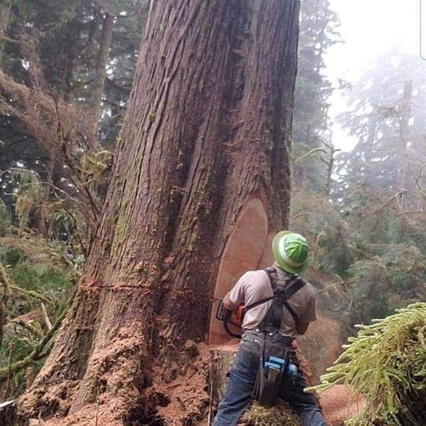 Images Mansfield Tree Services LLC