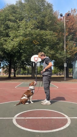 Images Prestige Dog Training